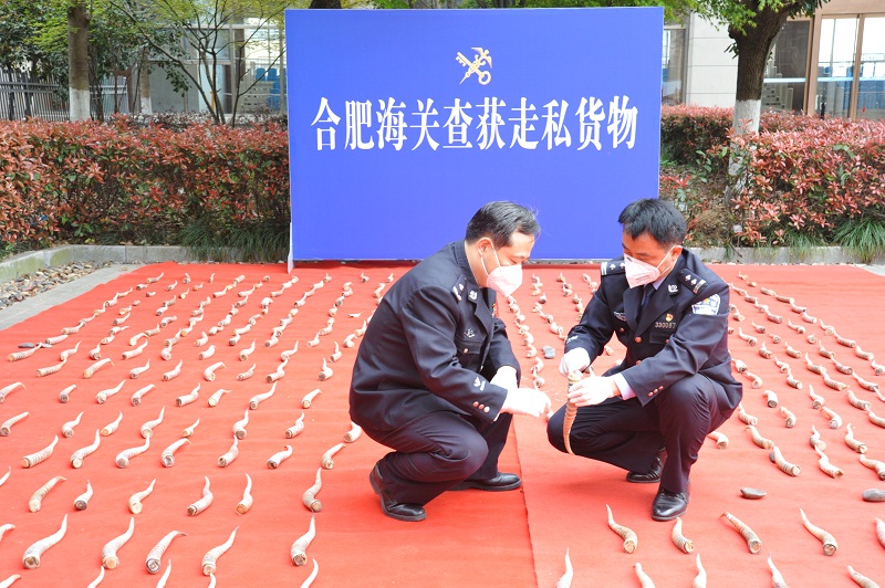 合肥海关缉私局清点查扣的羚羊角[1]