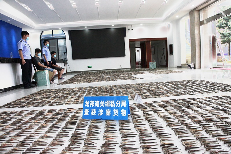 图为：龙邦海关缉私分局查获的海马干++马健超摄（原图）