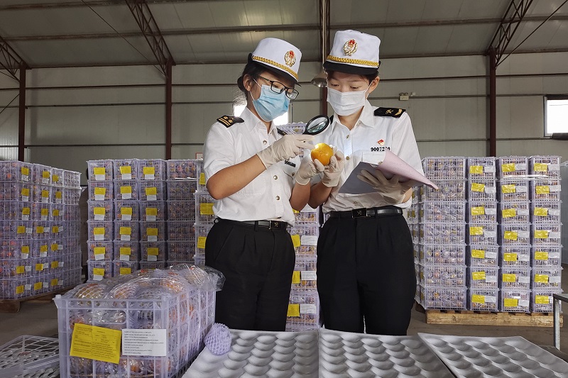 陕西柿子首次出口